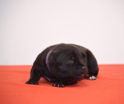 Les chiots de Staffordshire Bull Terrier