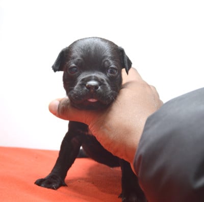 Les chiots de Staffordshire Bull Terrier