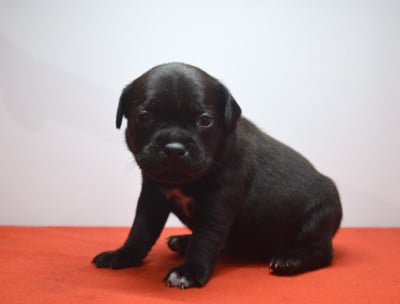 Les chiots de Staffordshire Bull Terrier