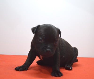 Les chiots de Staffordshire Bull Terrier