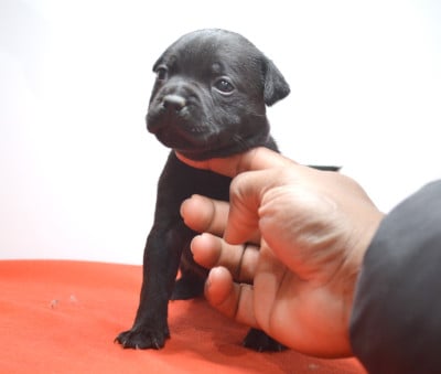 Les chiots de Staffordshire Bull Terrier