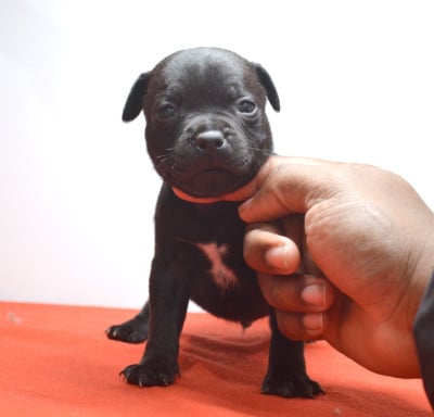 Les chiots de Staffordshire Bull Terrier