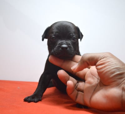 Les chiots de Staffordshire Bull Terrier