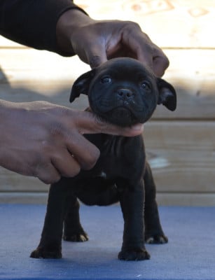 Les chiots de Staffordshire Bull Terrier