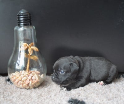 Les chiots de Staffordshire Bull Terrier