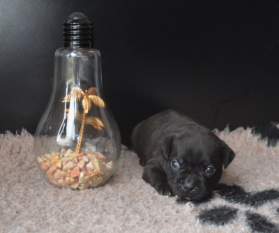 Les chiots de Staffordshire Bull Terrier