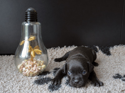 Les chiots de Staffordshire Bull Terrier