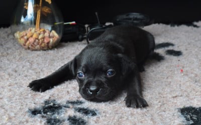 Les chiots de Staffordshire Bull Terrier