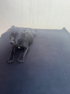 Les chiots de Staffordshire Bull Terrier