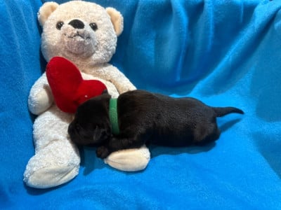 Male Vert - Staffordshire Bull Terrier