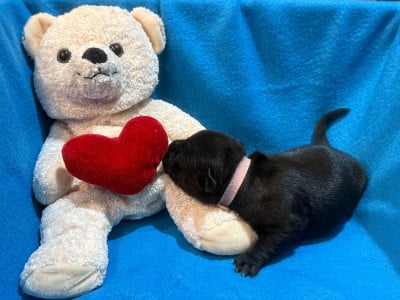 Femelle Rose - Staffordshire Bull Terrier