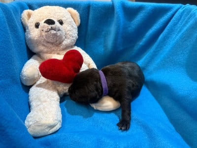 Femelle Violet - Staffordshire Bull Terrier