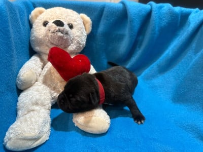 Femelle Rouge - Staffordshire Bull Terrier