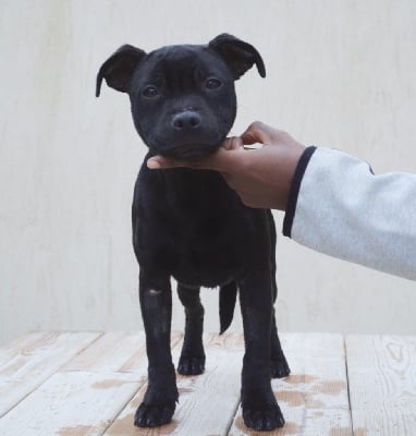 Les chiots de Staffordshire Bull Terrier