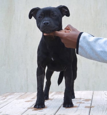 Les chiots de Staffordshire Bull Terrier