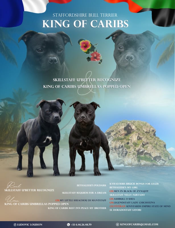 Staffordshire Bull Terrier - King Of Caribs