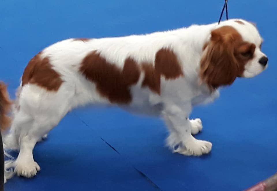 Nell De la combe berail - Très bon classe jeune