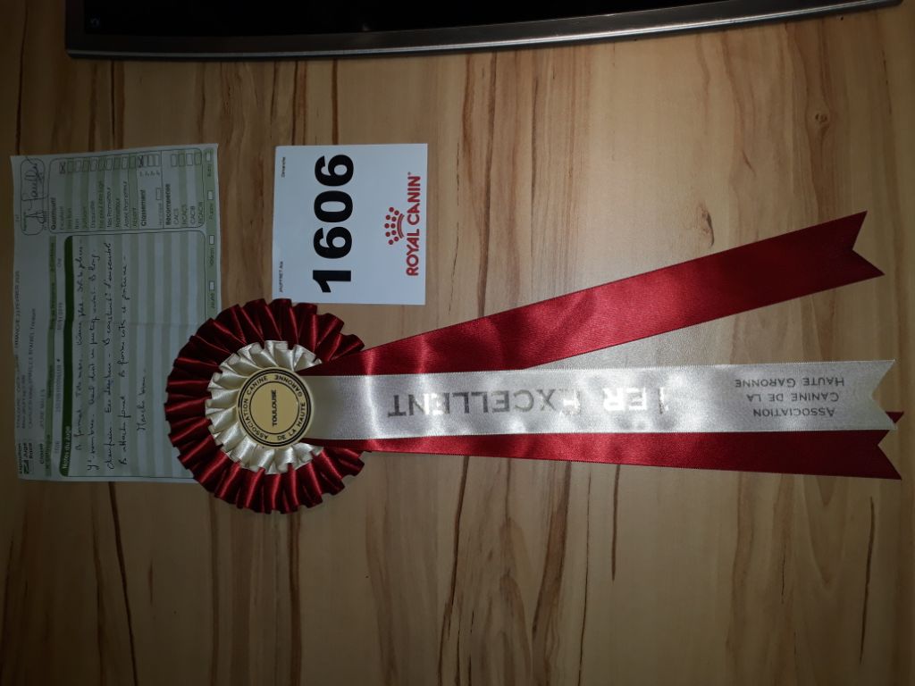 Pequito du Royaume des quatre vents - 1 er Excellent classe jeune (spéciale race)