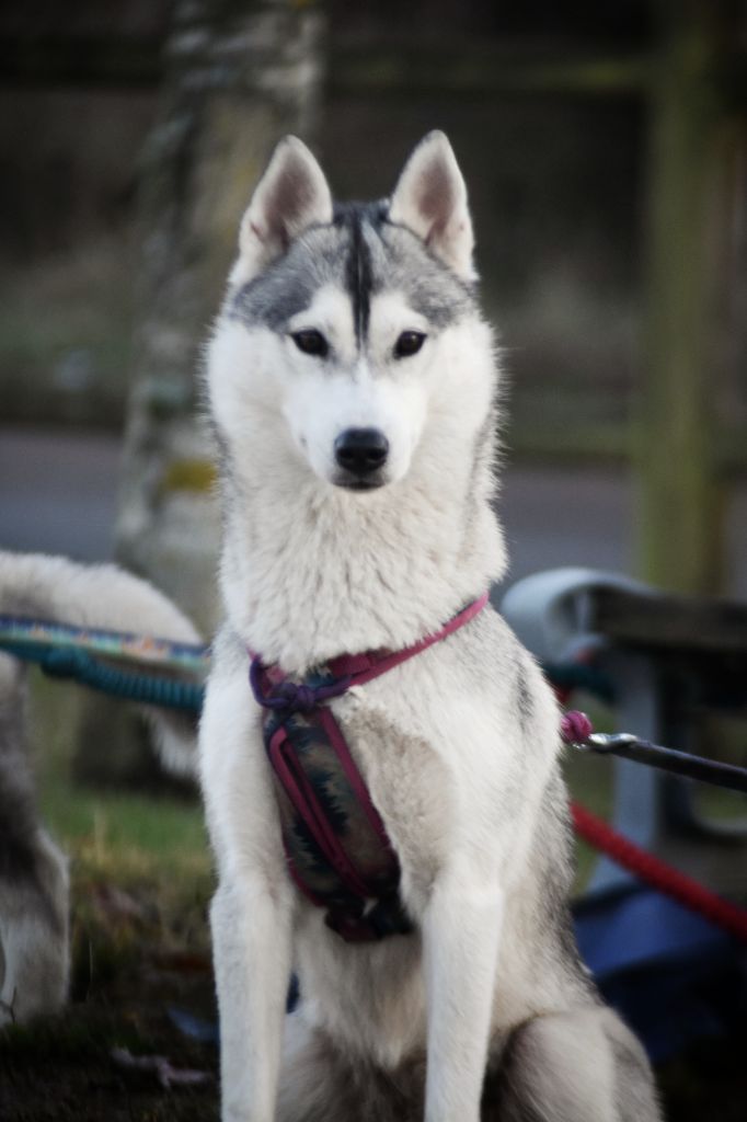 Publication : Thunderstorm Whisper Auteur : Thunderstorm Whisper