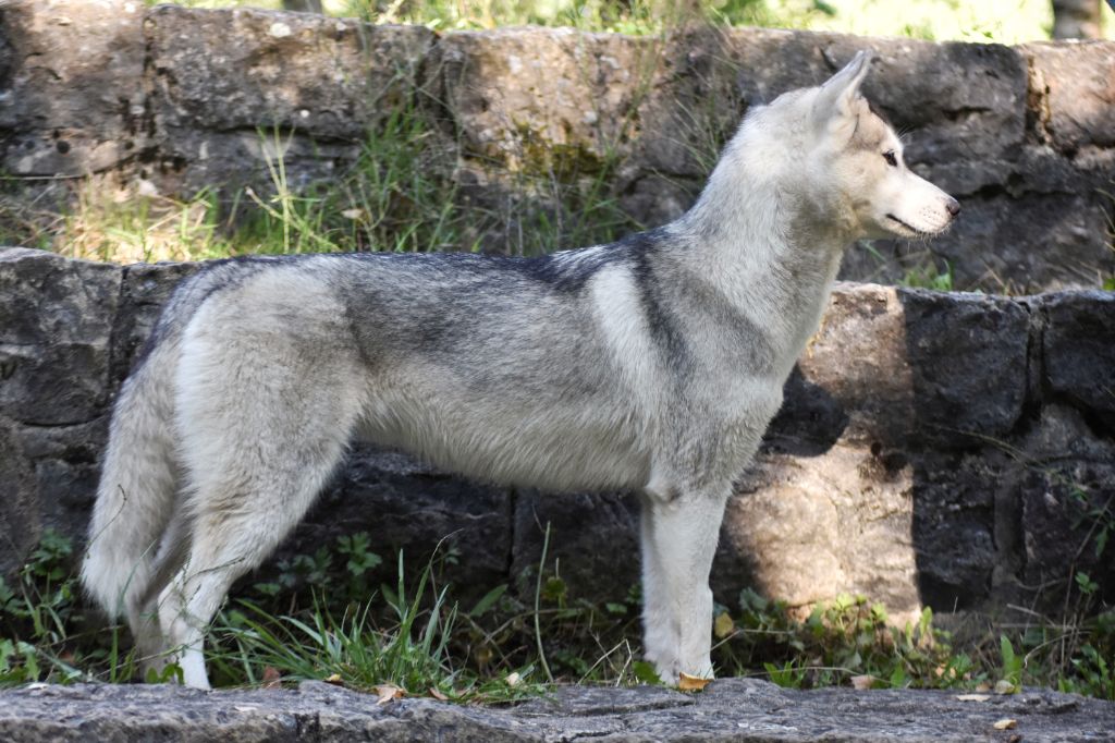 Publication : Thunderstorm Whisper Auteur : Thunderstorm Whisper