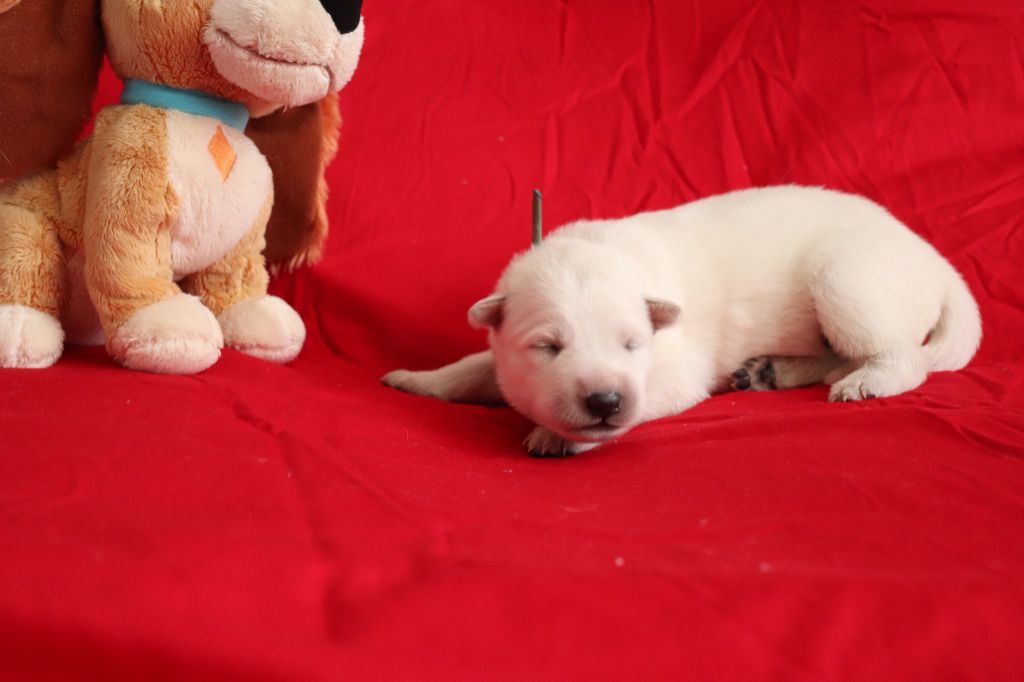 Collier Bleu - Berger Blanc Suisse