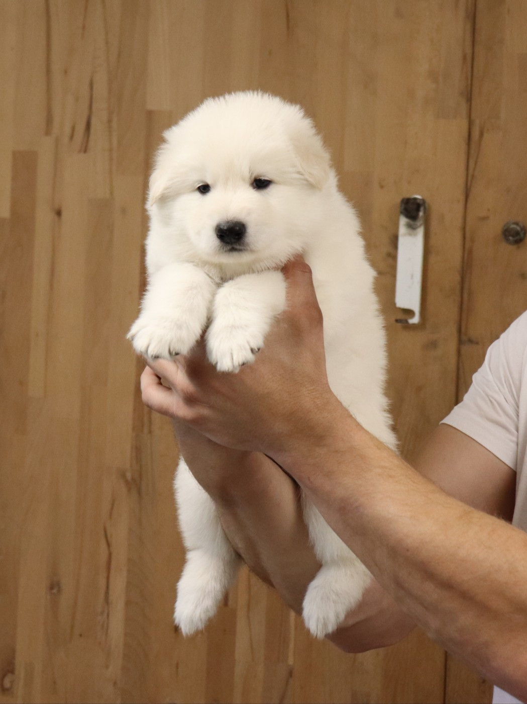 Collier Vert - Berger Blanc Suisse