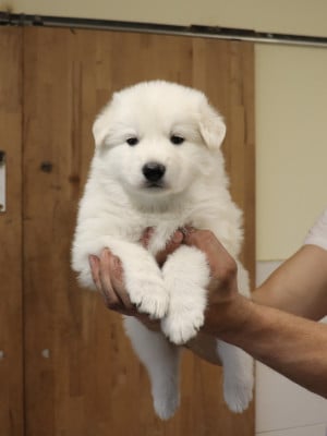 Les chiots de Berger Blanc Suisse