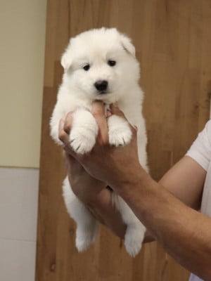 Les chiots de Berger Blanc Suisse