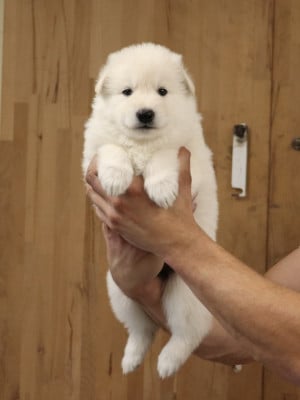 Les chiots de Berger Blanc Suisse