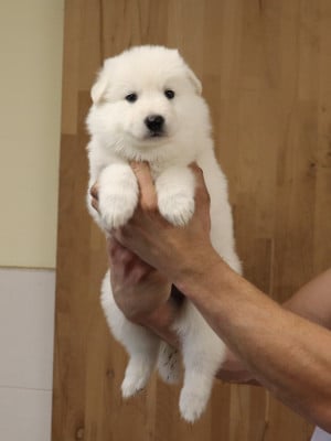 Les chiots de Berger Blanc Suisse