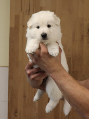 Les chiots de Berger Blanc Suisse