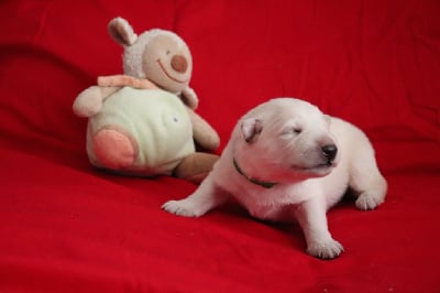 Les chiots de Berger Blanc Suisse