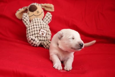 Les chiots de Berger Blanc Suisse