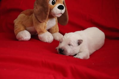 Les chiots de Berger Blanc Suisse