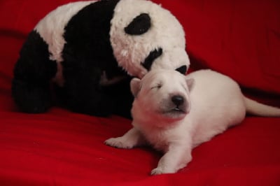 Les chiots de Berger Blanc Suisse