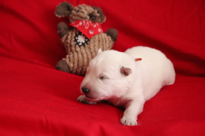 Les chiots de Berger Blanc Suisse