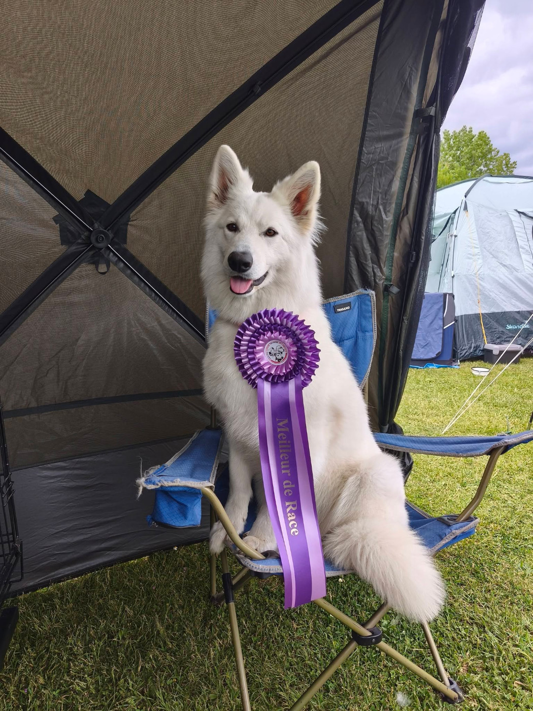 Azumi Of Farah's Pearls - 1er Excellent - CACS - BOB - BOG 3