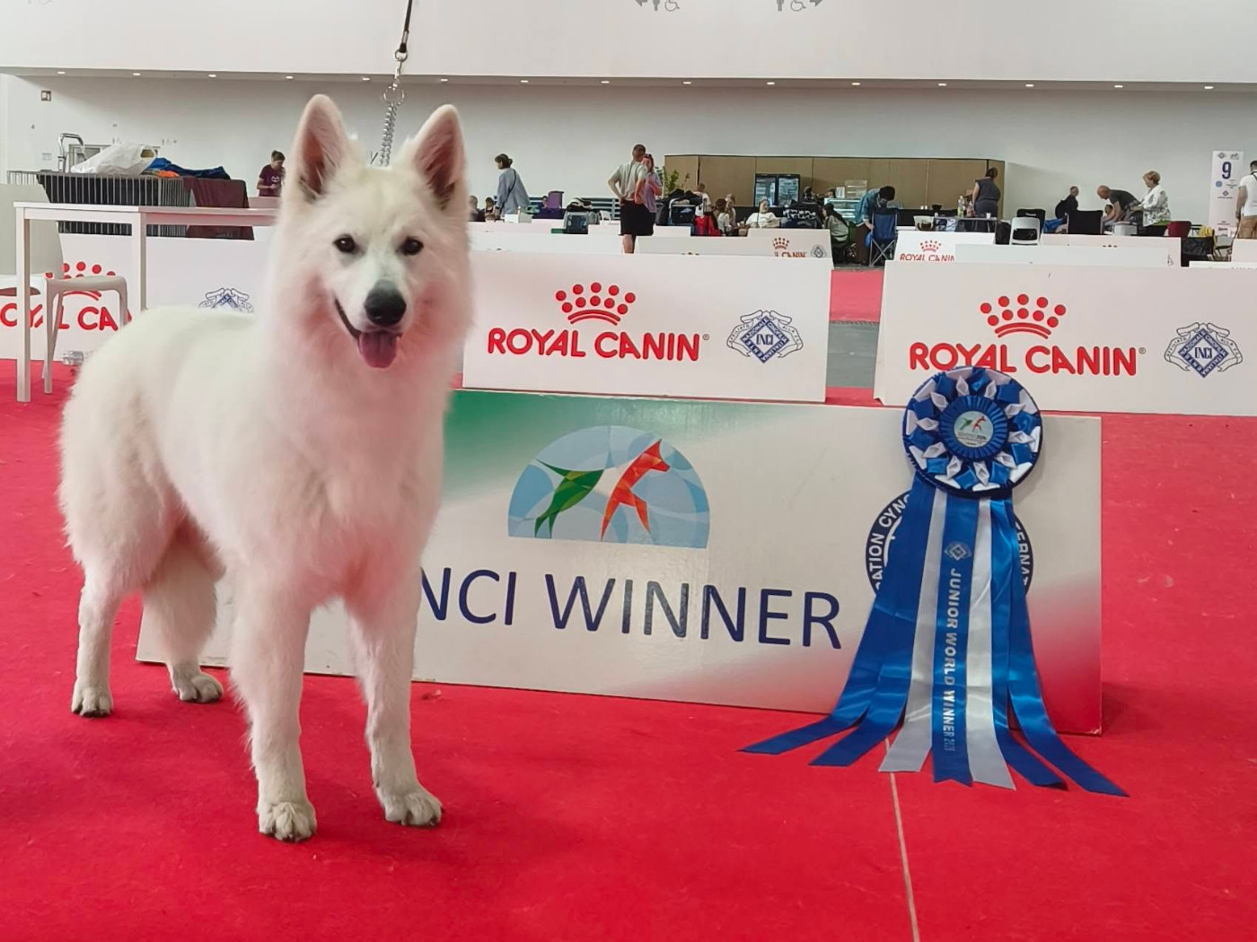 Azumi Of Farah's Pearls - 1er Excellent - J.CAC - J.CACIB - JEUNE CHAMPIONNE DU MONDE