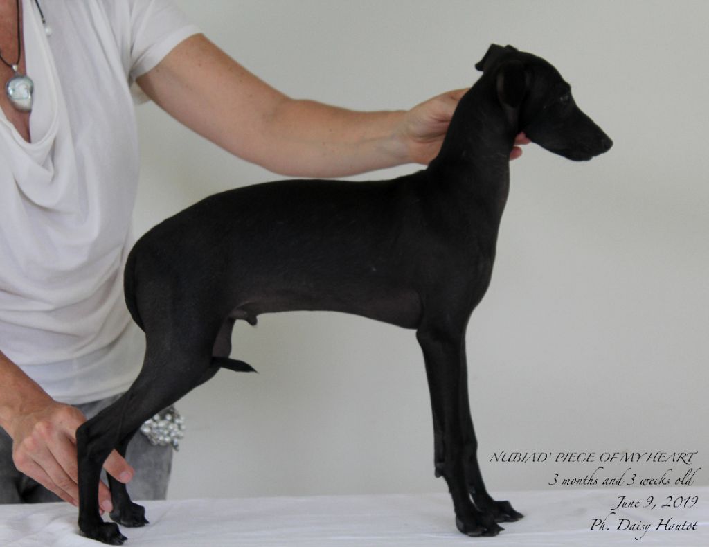 CH. Nubiad Nil Piece o'my heart