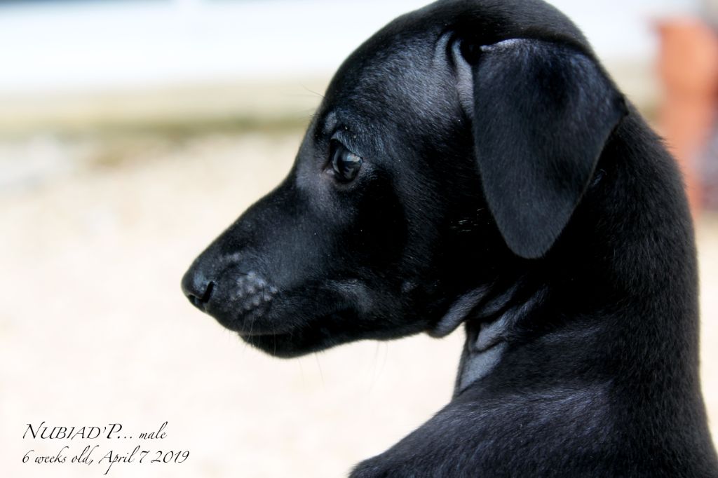 CH. Nubiad Nil Piece o'my heart