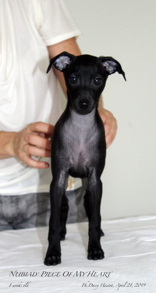 CH. Nubiad Nil Piece o'my heart