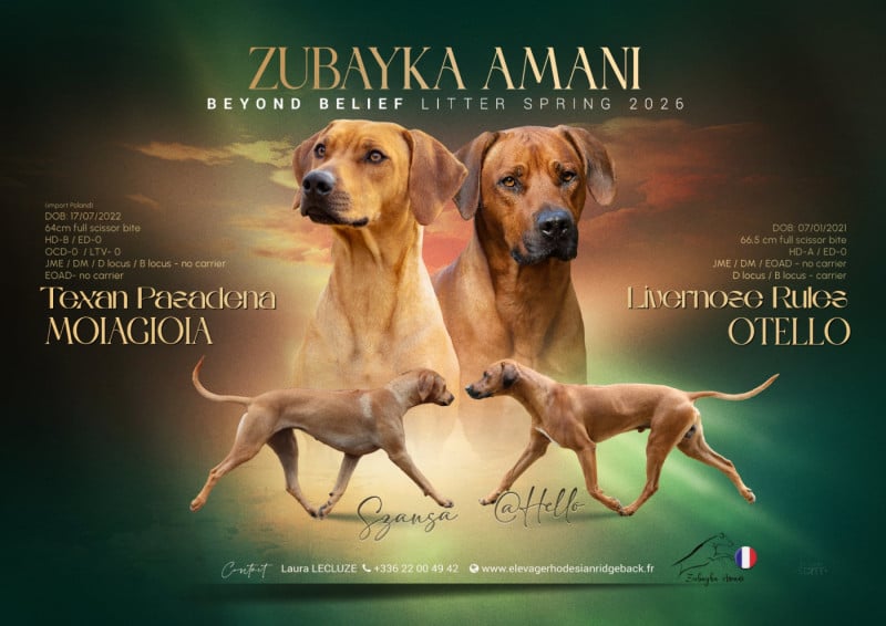 Rhodesian Ridgeback - Zubayka Amani