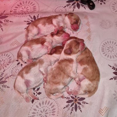 Les chiots de Cavalier King Charles Spaniel