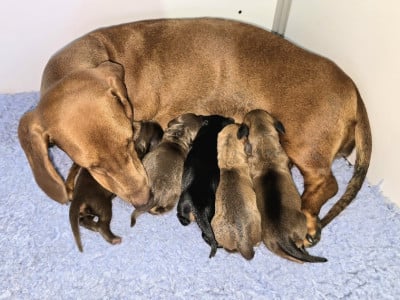 Les chiots de Teckel poil ras