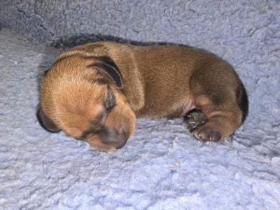 Les chiots de Teckel poil ras