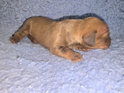 Les chiots de Teckel poil ras