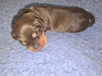 Les chiots de Teckel poil ras