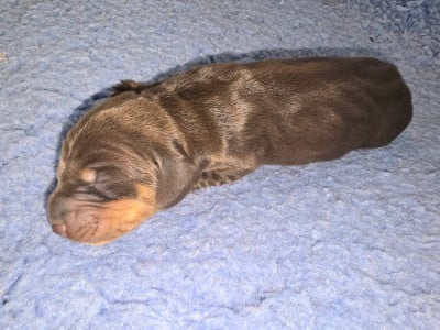 Les chiots de Teckel poil ras