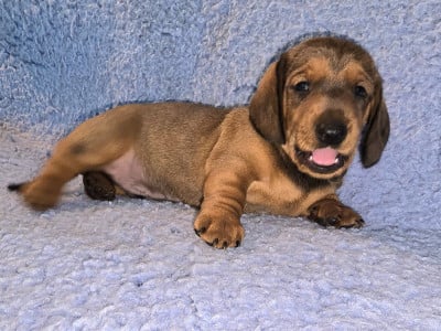 Les chiots de Teckel poil ras