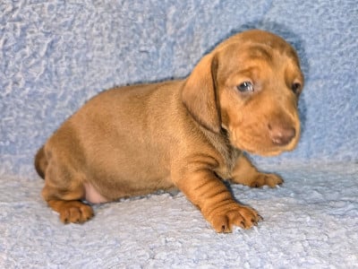 Les chiots de Teckel poil ras